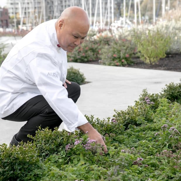 Chef Ken Nakano picking vegetables from the garden