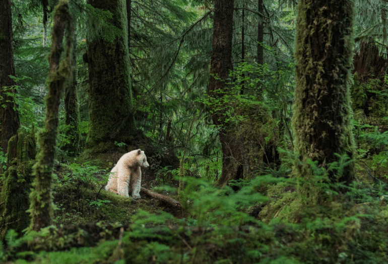 white bear in lush green BC rainforest