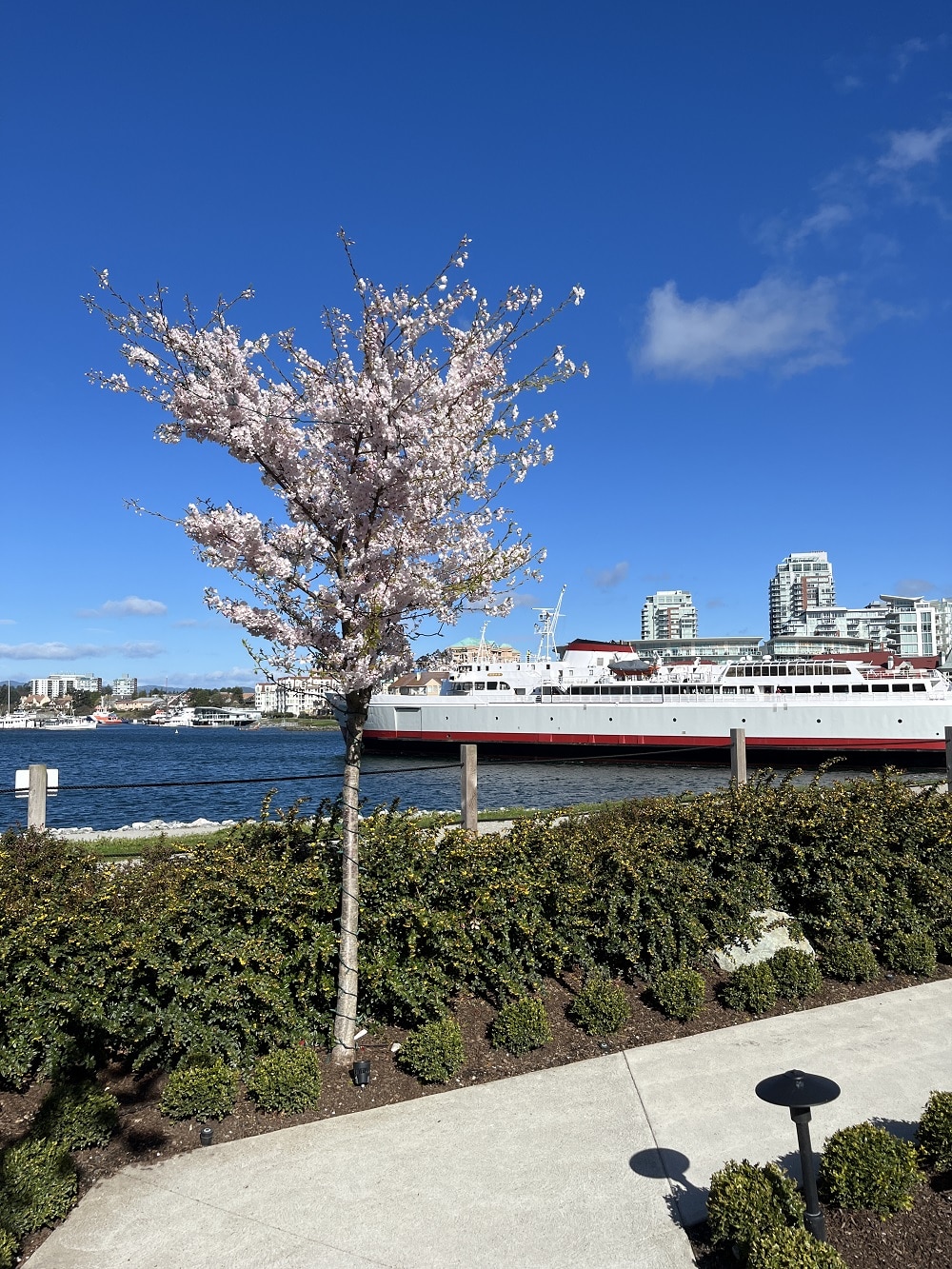 Cherry blossom tree in the kitchen gardens of Inn at Laurel Point, as the Coho passes by in the background