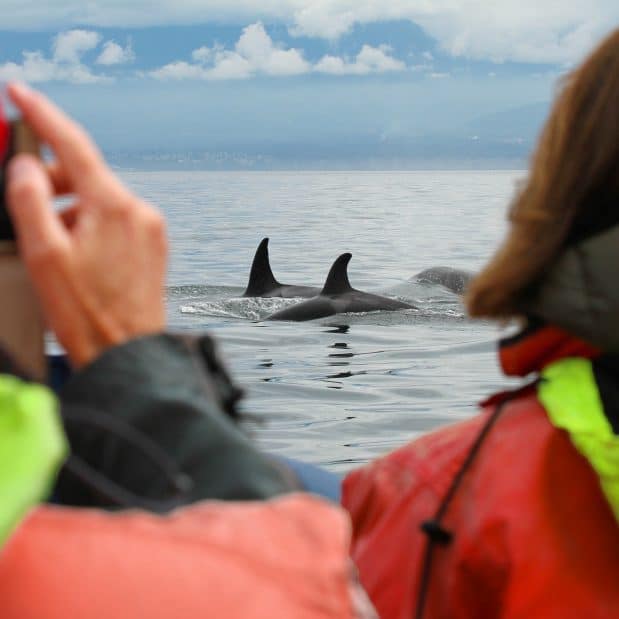 2 people look at whales while whale watching with our key to the city partner orca spirits