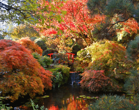 Fall at the Butchart Gardens in the Japanese Garden