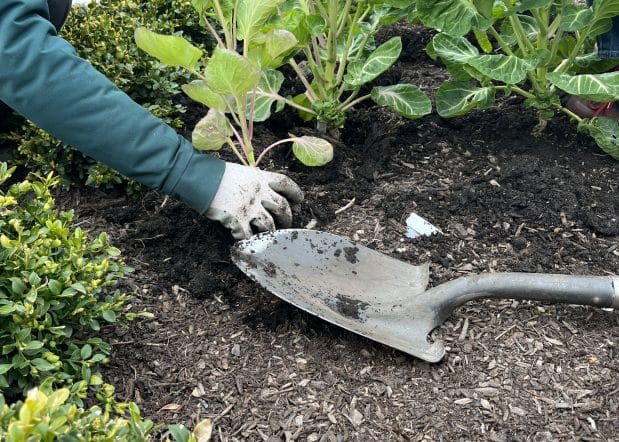 someone planting with shovel on dirt in front