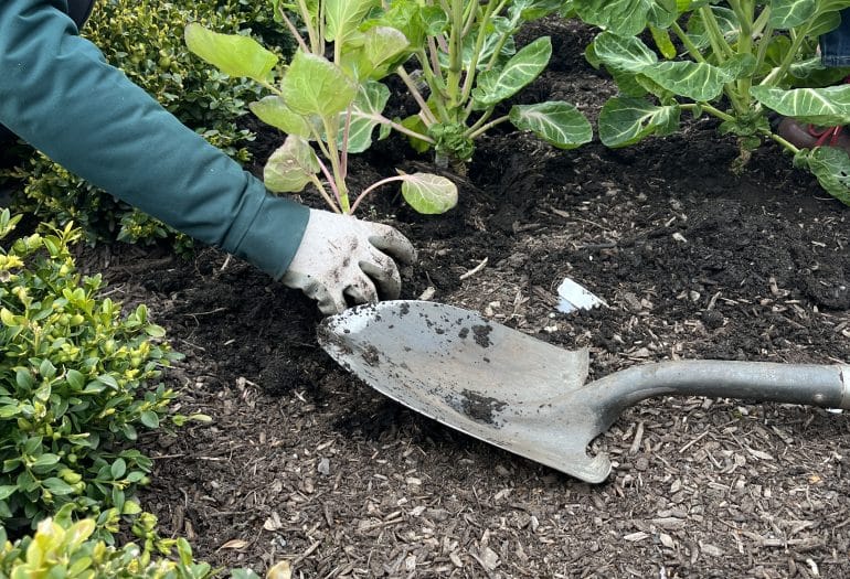 someone planting with shovel on dirt in front