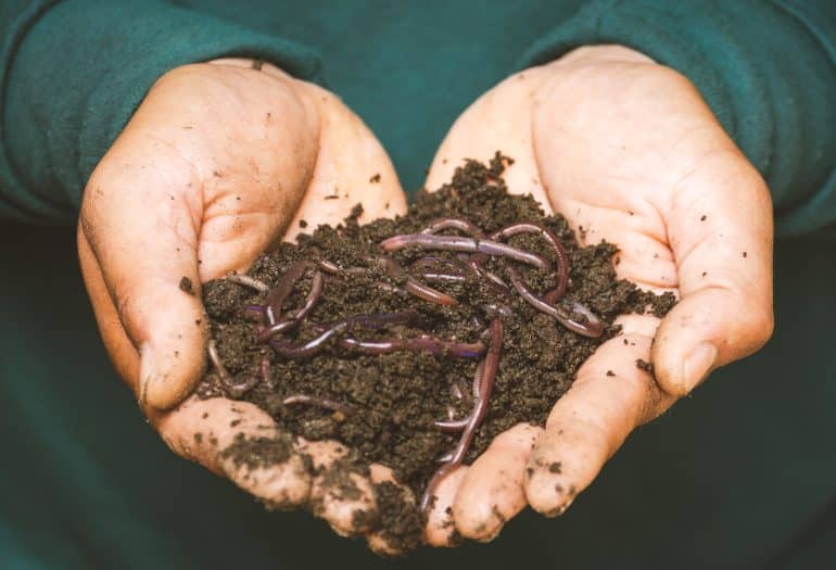 hands holding worms in dirt. Photo by Sippakorn Yamkasikorn