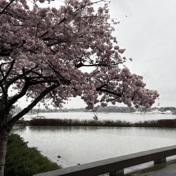 cherry blossom in the rain looking out at the outer harbour